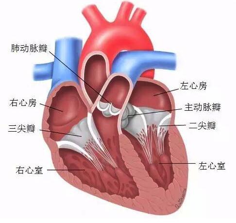 第2次大动作!蓝帆医疗收购瑞士心脏瓣膜